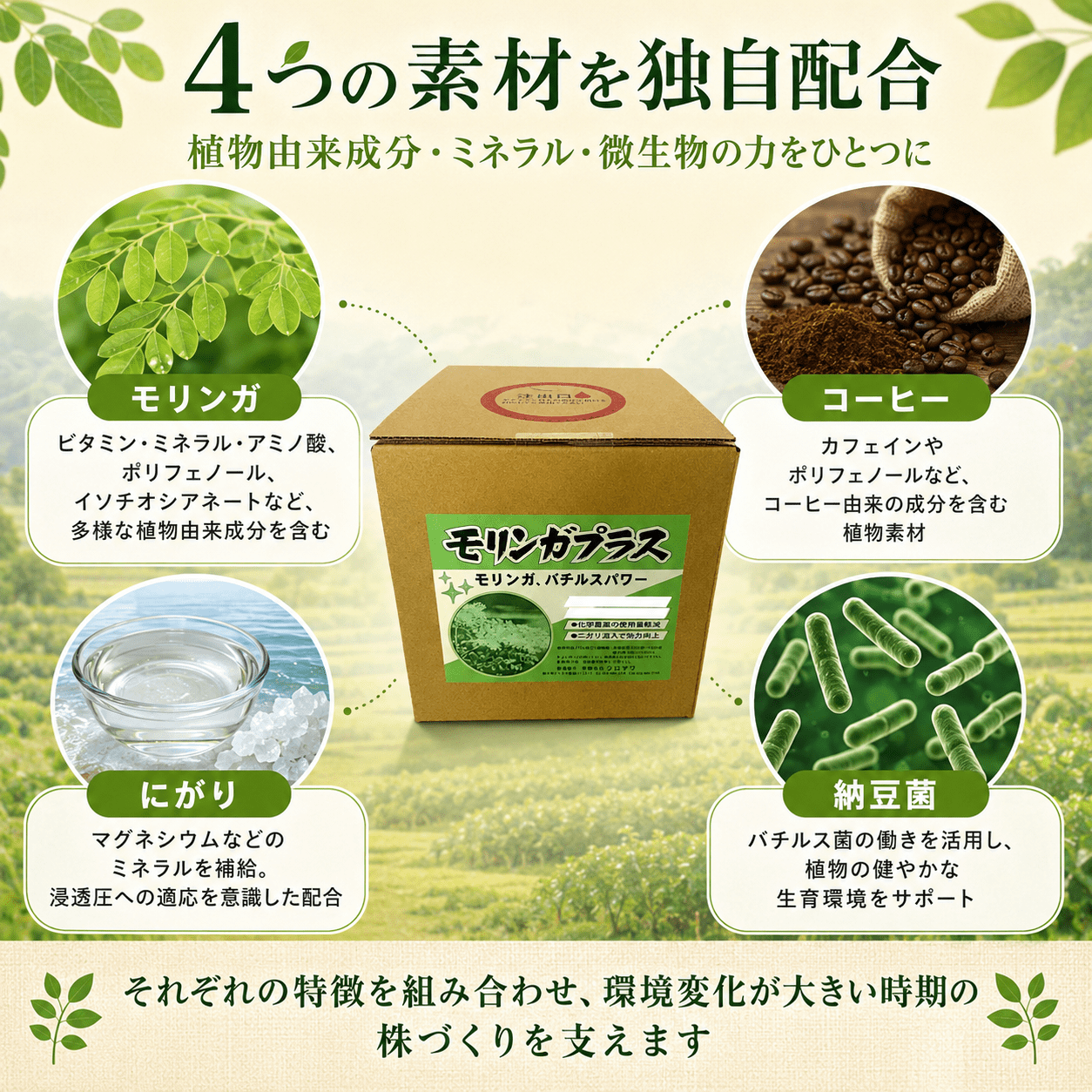 モリンガプラス