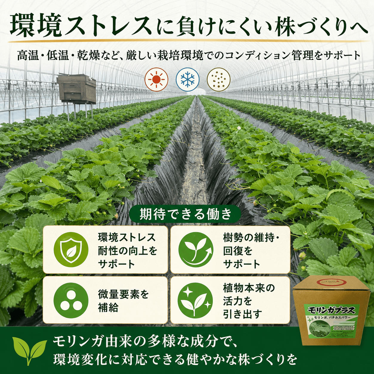 モリンガプラス