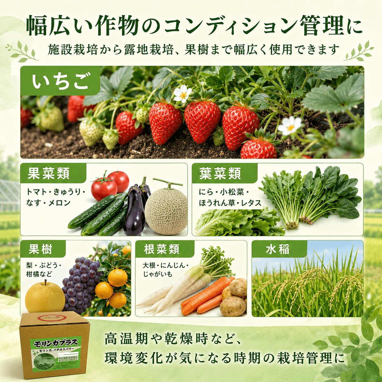 モリンガプラス